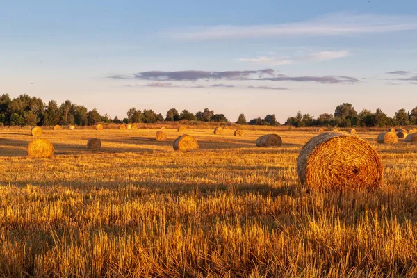 hay-rolls on meadow early morning at sunrise