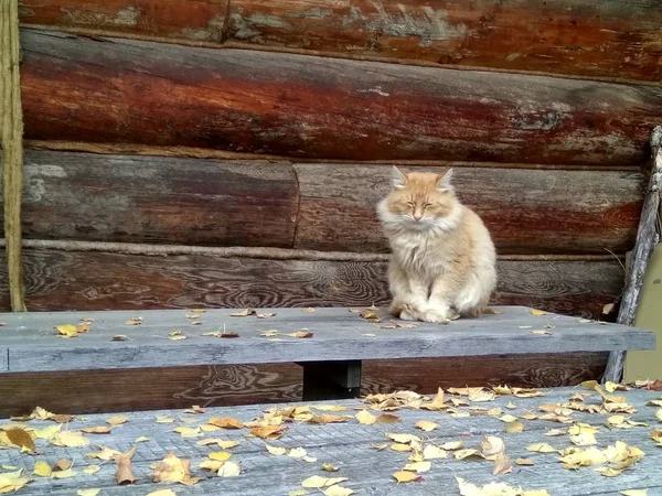 Милый рыжий кот сидит на деревянной скамейке — стоковое фото