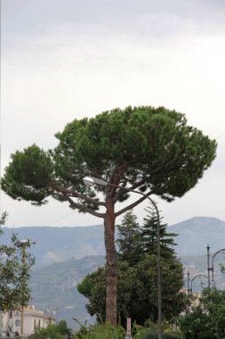 Tek ağaçla görüntüle