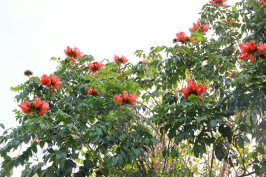 Çalı arka plan üzerinde Çiçekler