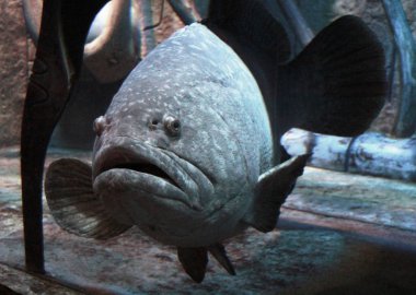 Akvaryumda büyük güzel balık