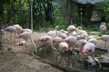 Ormanda pembe flamingo