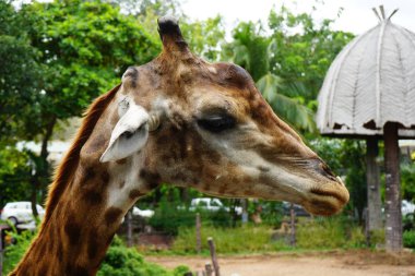 Zürafa. Tropikal orman. Hayvanat Bahçesi