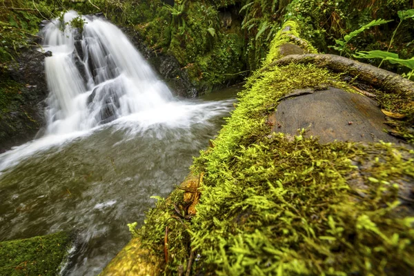 Waterfall in a river with abundant water and a trunk cover by moss