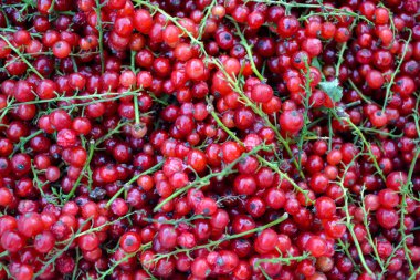 taze dal Frenk üzümü arka plan