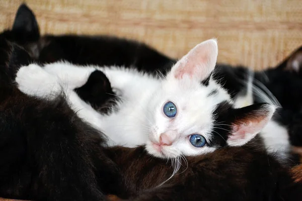 Weißes Kätzchen Mit Blauen Augen — Stockfoto