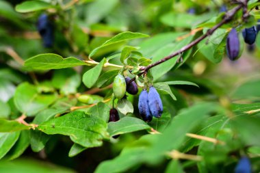 Hanımeli dallar üzerinde