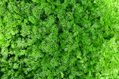 lezzetli taze Eko Yeşiller