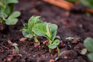 Genç yeşil bezelye lahanası