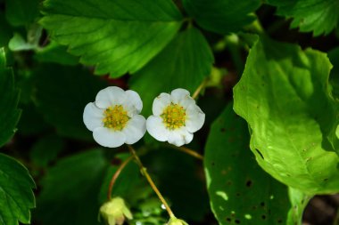 iki küçük çilek bush