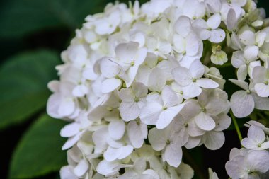 Beyaz ortanca çiçek makro