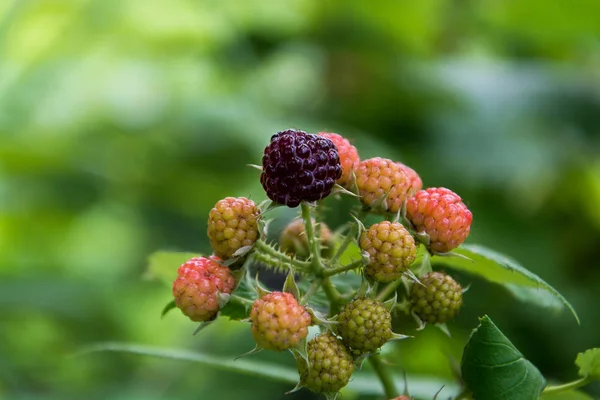 Blackberries Spiced Branch — стоковое фото