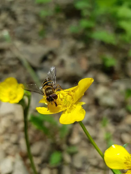 Randig Fly Gul Blomma — Stockfoto