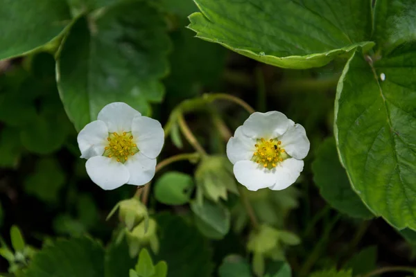 Dos Pequeñas Flores Blancas Arbusto Fresa — Foto de Stock