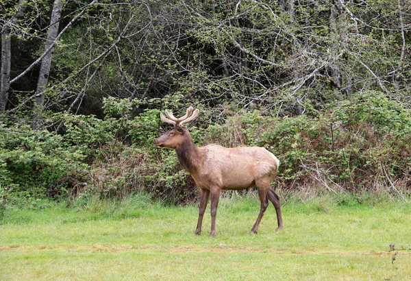Young antlered elk stepping out of a lush forest.