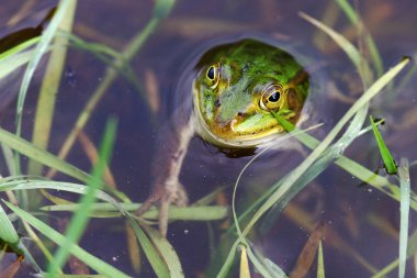 Bitkiler su arkasına saklanmış bir su kurbağa Close-up