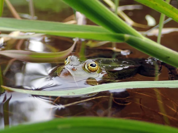 Close Van Een Poelkikker Verstopt Achter Grassen Het Water — Stockfoto