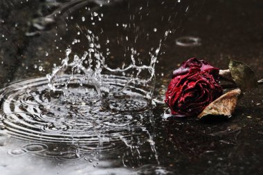 Pörsümüş bir kırmızı gül önünde yere büyük raindrops düşmek