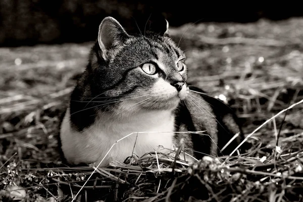 Pequeño Gato Heno Blanco Negro Gato Caza —  Fotos de Stock