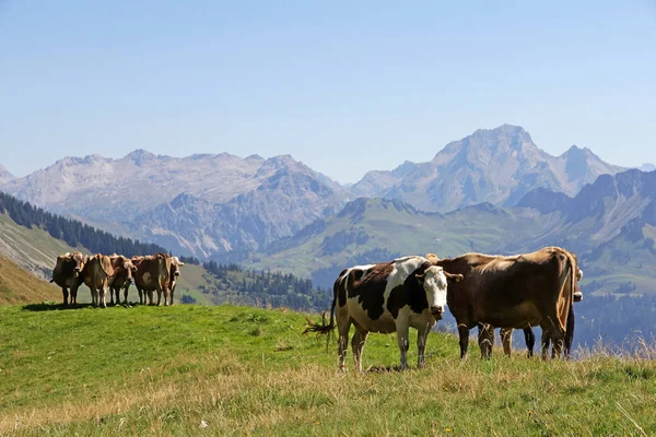 Unga Mjölkkor Bergen Österrike — Stockfoto
