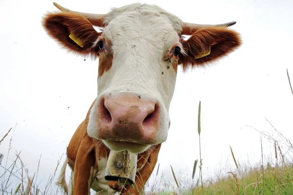 好奇心旺盛シンメン酪農牛の角とカウベル — ストック写真