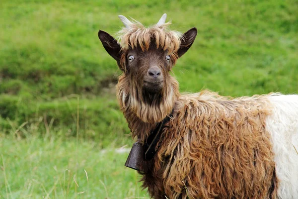 Capra Crestata Rame Una Razza Bruno Bianca Della Capra Colletto — Foto Stock