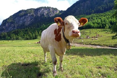 Bir genç meraklı beyaz-kırmızı simmental sığır çanlar dağlarda ile