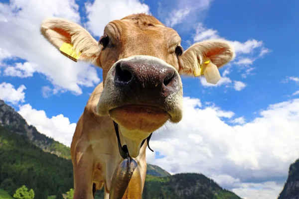 Młody Ciekawy Brązowy Bydła Cowbells Górach — Zdjęcie stockowe