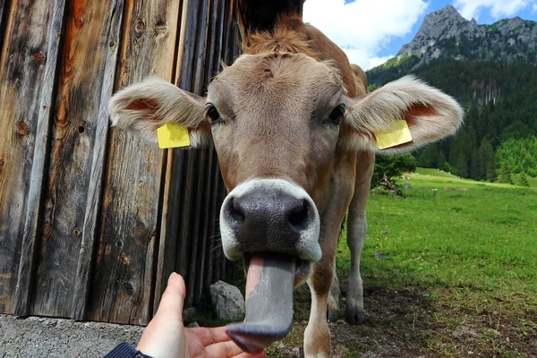 Joven Curioso Ganado Moreno Saca Lengua Lame Mano Del Fotógrafo — Foto de Stock