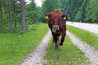 Yolun yanındaki bir patika boyunca genç bir inek yürür