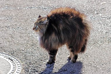 Norveçli orman kedi kötüdür ve kambur bir kedi yapar. Bir kedi kadar büyür ve tehdit ediyor