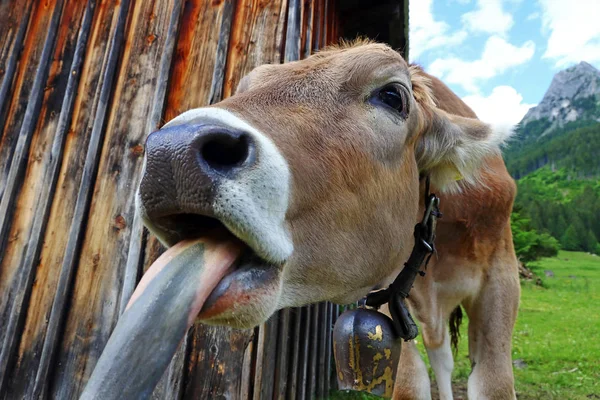 Una Vaca Saca Lengua Vaca Graciosa Con Una Vaca Sobresaliendo — Foto de Stock