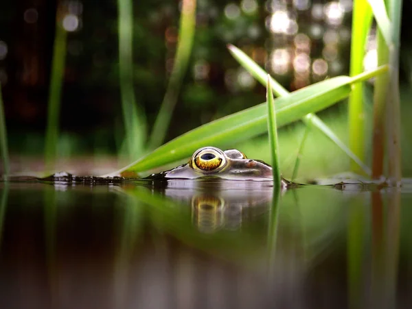 The head and eyes of a water frog at the water surface