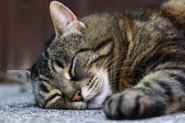 Kahverengi-siyah kedi yerde rahat yatıyor ve uyur