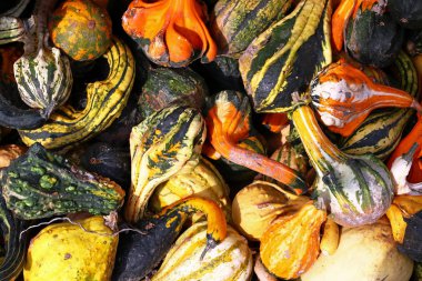 Birçok farklı sarı, yeşil ve Turuncu kabak. Farklı renkler ve şekiller süs kabaklar