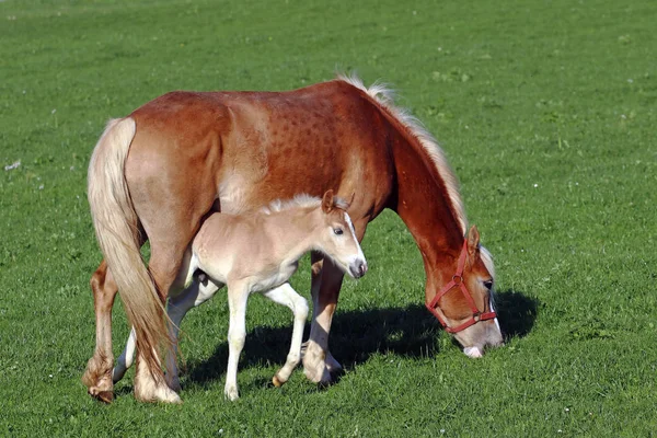 Sebuah Haflinger Foal Bahagia Berjalan Bawah Perut Ibunya — Stok Foto