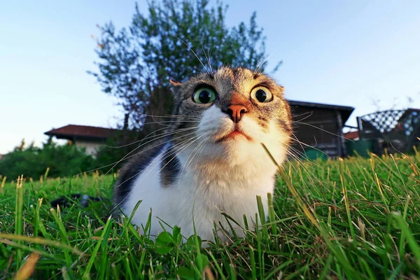 大きな目とかわいい小さな猫の広角ショット — ストック写真