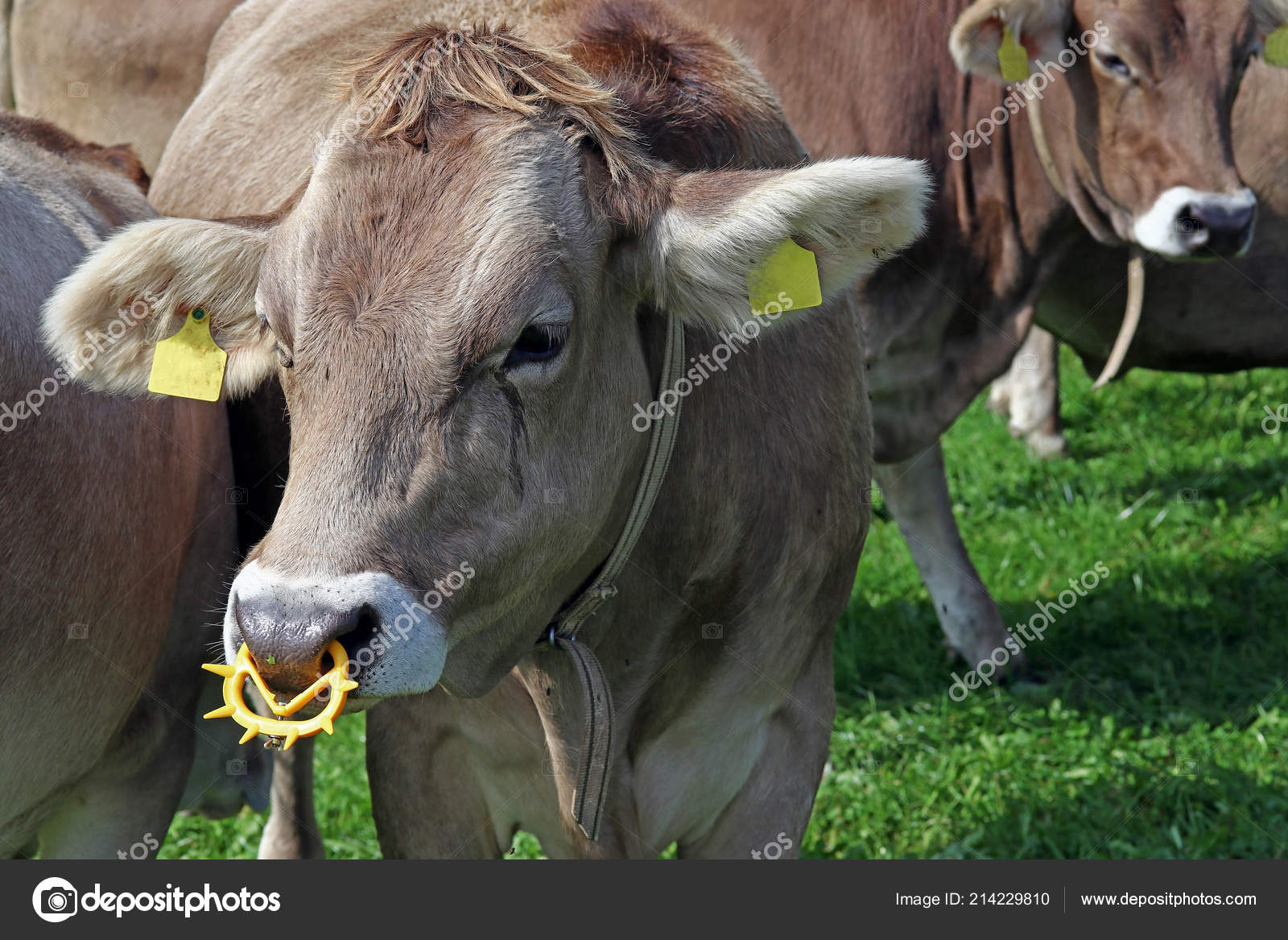 a cow with a nose ring