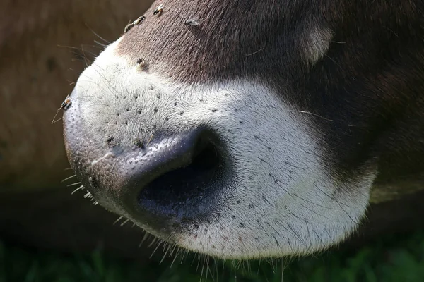 Zbliżenie Nos Brązowy Bydła Wielu Leci — Zdjęcie stockowe