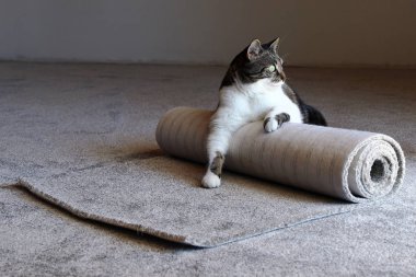 Yeni bir halı ile iyi hissediyorum. Bir kedi yeni halı üzerinde rahat yatıyor
