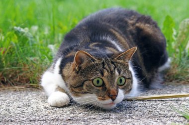 Saldırıdan kısa bir süre önce küçük bir kedi. Bir kedi oynamak ve avcılık