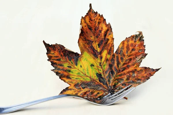 Autumn on the table. A fork holds an autumn leaf