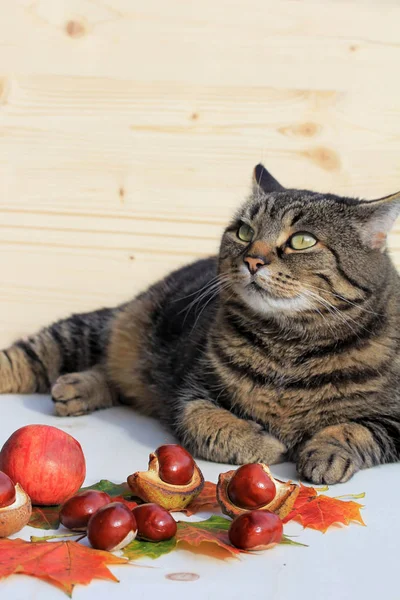 Cat Front Chestnuts Leaves Pets Autumn — Stock Photo, Image