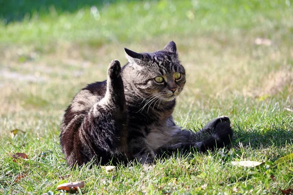 Foto Engraçada Gato Gato Levanta Pata Traseira Parece Engraçado — Fotografia de Stock