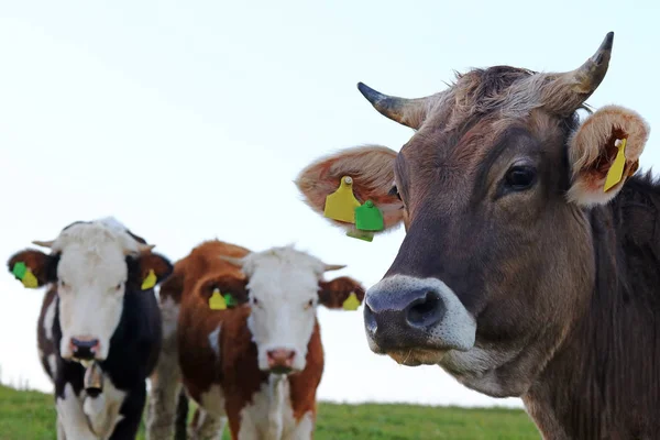 Three Young Dairy Cows Horns Pasture Bavaria — Stock Photo, Image