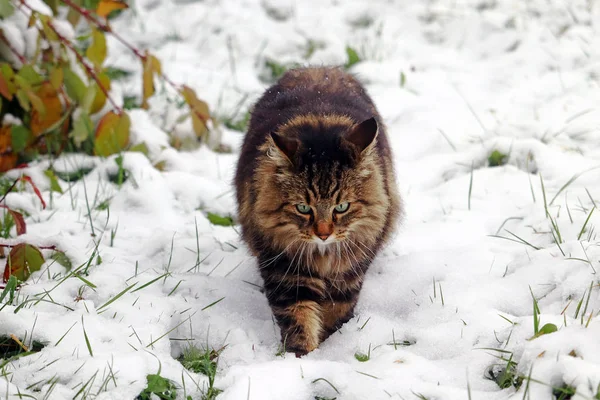 Gato Norueguês Floresta Caminha Através Neve Tempo Nevoeiro Frio — Fotografia de Stock