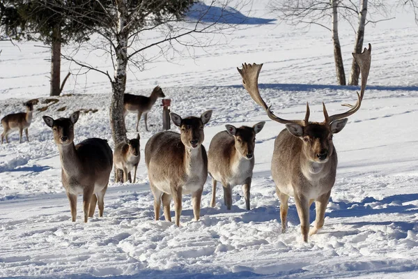 A herd of fallow deer in winter in the snow