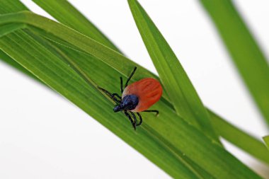 A tick on blades of grass. A tick lurks on an animal to suck blood. clipart
