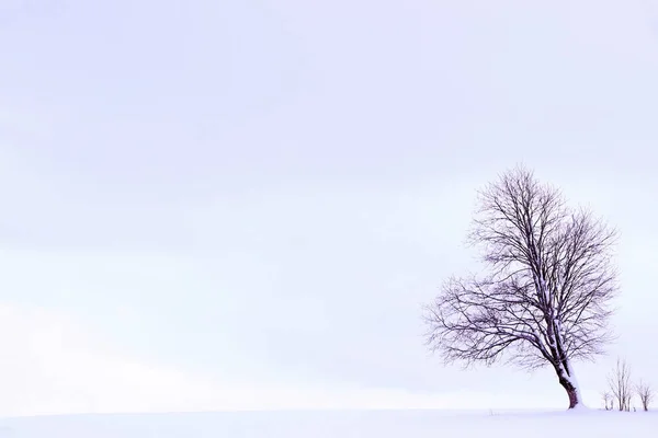Μινιμαλιστική Χειμερινό Τοπίο Ένα Δέντρο Ένα Χιονισμένο Πεδίο — Φωτογραφία Αρχείου