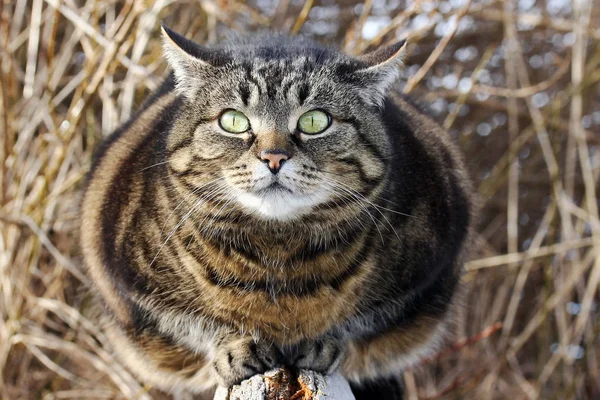 A curious look from big cat\'s eyes. A fat cat looks curious and funny